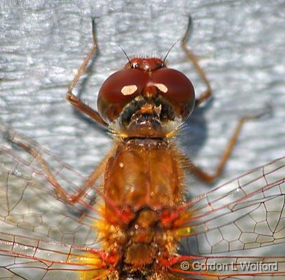 Red Dragonfly_22991.jpg - A very cooperative little insect, letting me get quite close to it.Photographed at the Ken Reid Conservation Area near Lindsay, Ontario Canada.